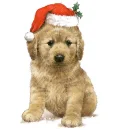 cute dog christmas