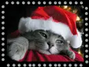 christmas kitty
