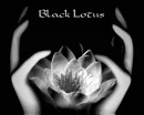 Black Lotus