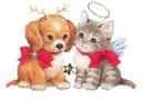 dog and cat