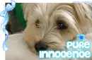 " Pure Innocence "