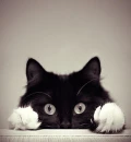 bleach white cat