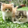 kittens