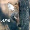 leave mr alone