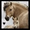 horses