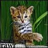 young  tiger