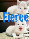 fierce kitten
