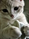kitten