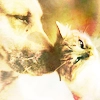 cat and dog