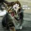 kitten