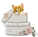 kitty in a box