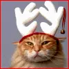 xmas funny 