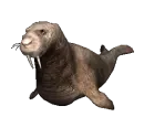 walrus_locomotion