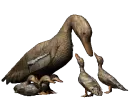 Mother Duck Ducklings