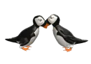 Puffins Courtship