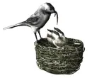Chickadees Worm Hungry