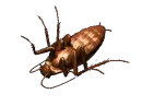 Roach Back