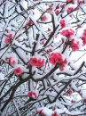 beautiful snow