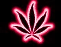 Weed