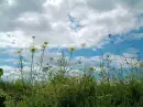 scene