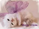 Xmas Cat