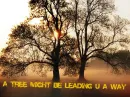 A tree might be leading u a way