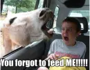 Horse scares Kid.