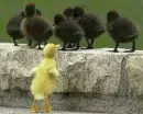 Yellow one