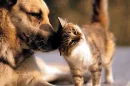 No fihgt whit dog and cat