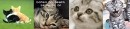 Cute cats