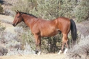 horses