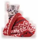 kitty