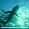 Shark's Silhoutte