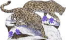tigru