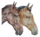 two horses