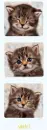 kittensmile