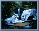 white_tigers