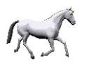 white_horse