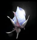 rugiada
