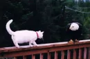 enemies