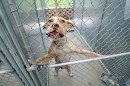 i love pitbulls