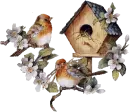 birds