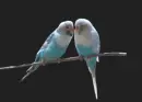 kiss