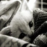 kitty