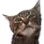 Tabby Lick