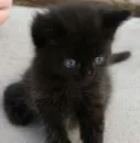 Black kitten