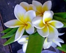 Asian flowers