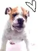 Cute Dog