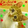Curiosity Killed the Cat