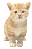 Orange Cat
